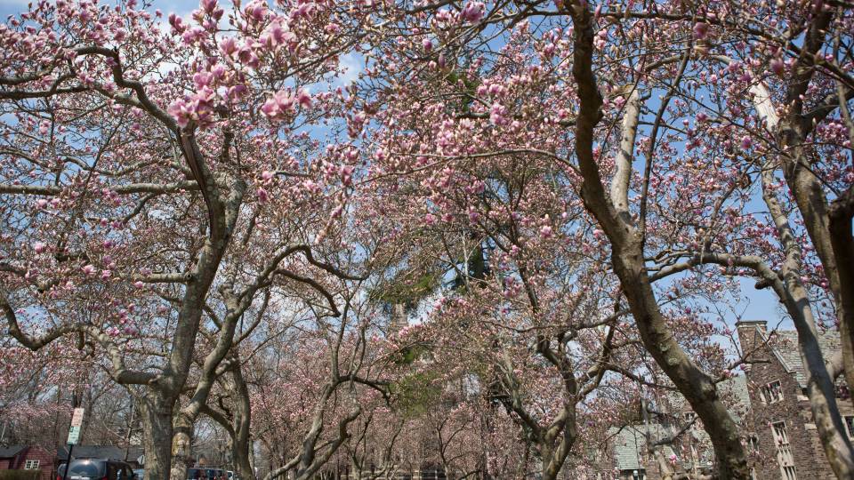 Magnolias on campus