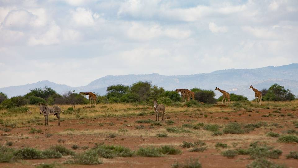 Zebras and giraffes at Mpala in Kenya