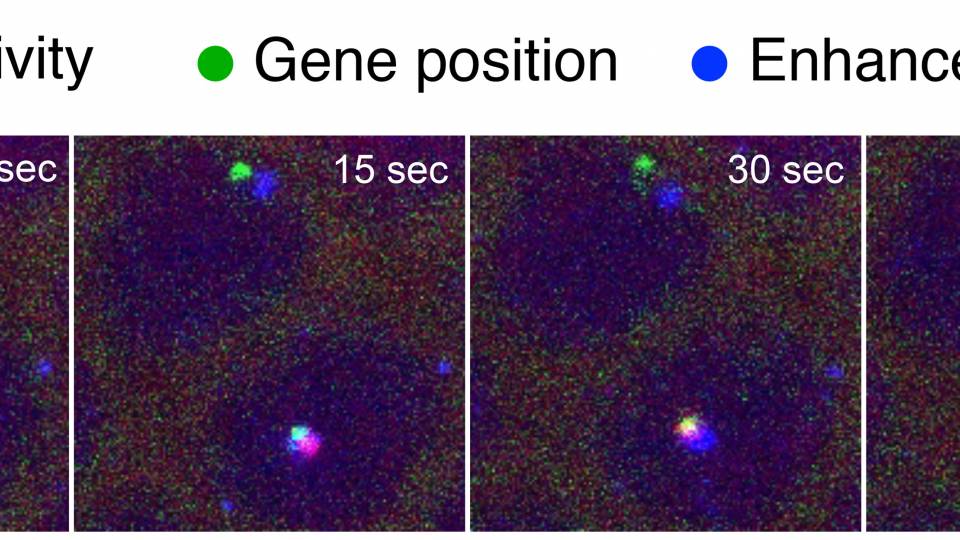 A time series of images reveals how a DNA segment known as an enhancer can turn on, or activate, its target gene
