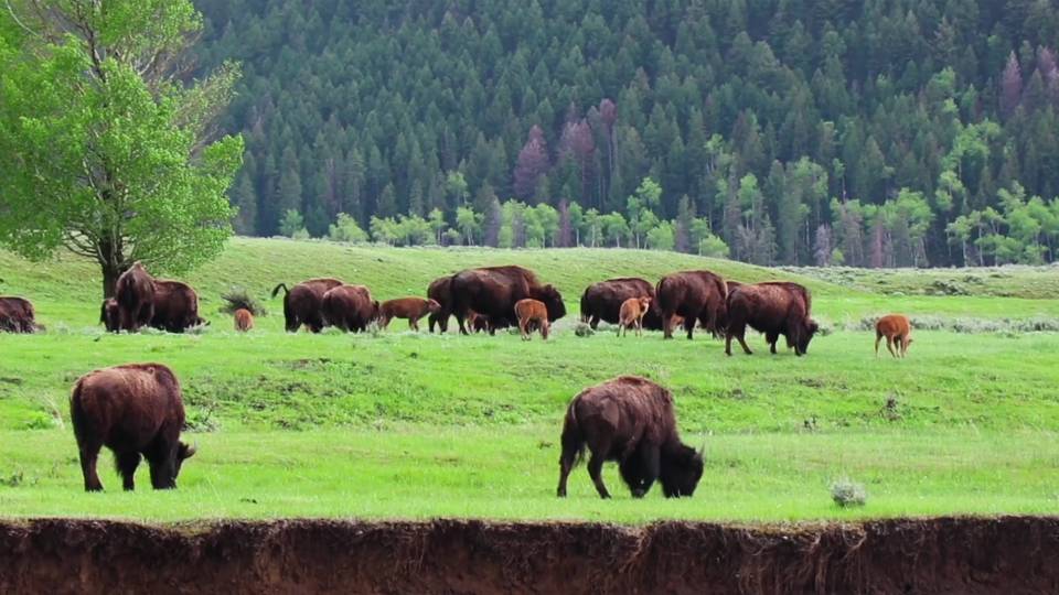 Bison grazing on plains