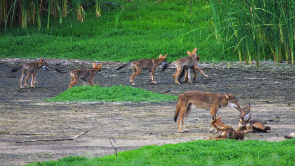 8 red wolves standing and sitting in a patch of dirt and grass