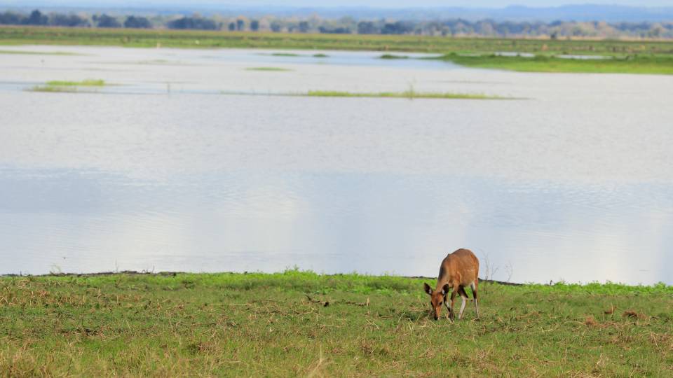 A bushbuck grazes near a body of water