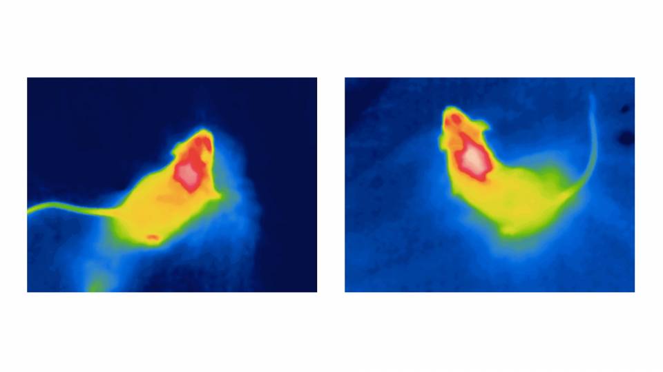 Thermal imaging of mice