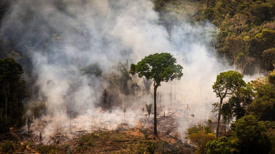 A tree in the amazon forest in front of fire and smoke