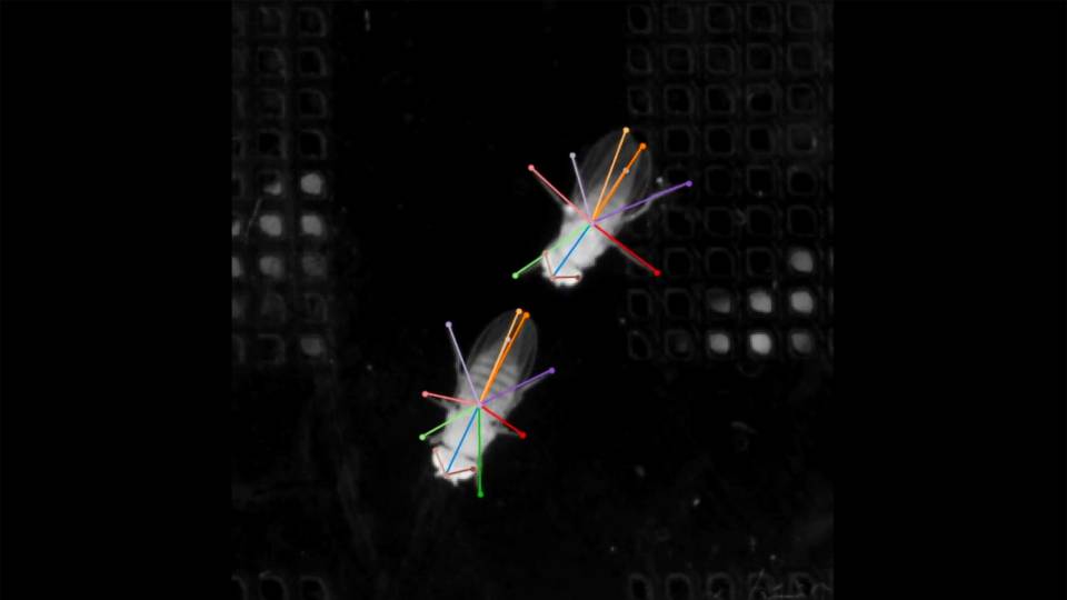 The motion of 2 flies are tracked and expressed with colored dots connected to colored lines