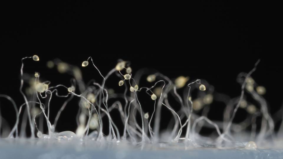 Slime molds and their spores reach upward
