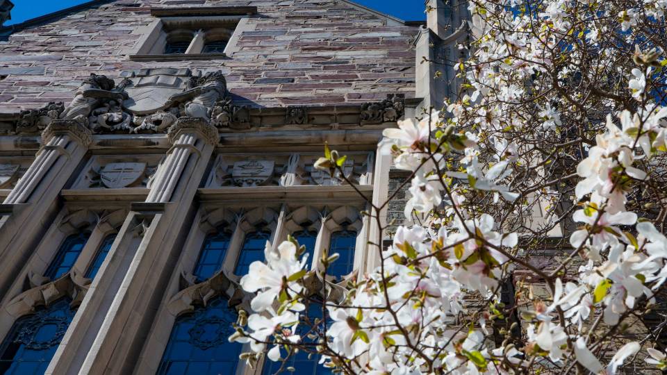 Campus beauty with white magnolias