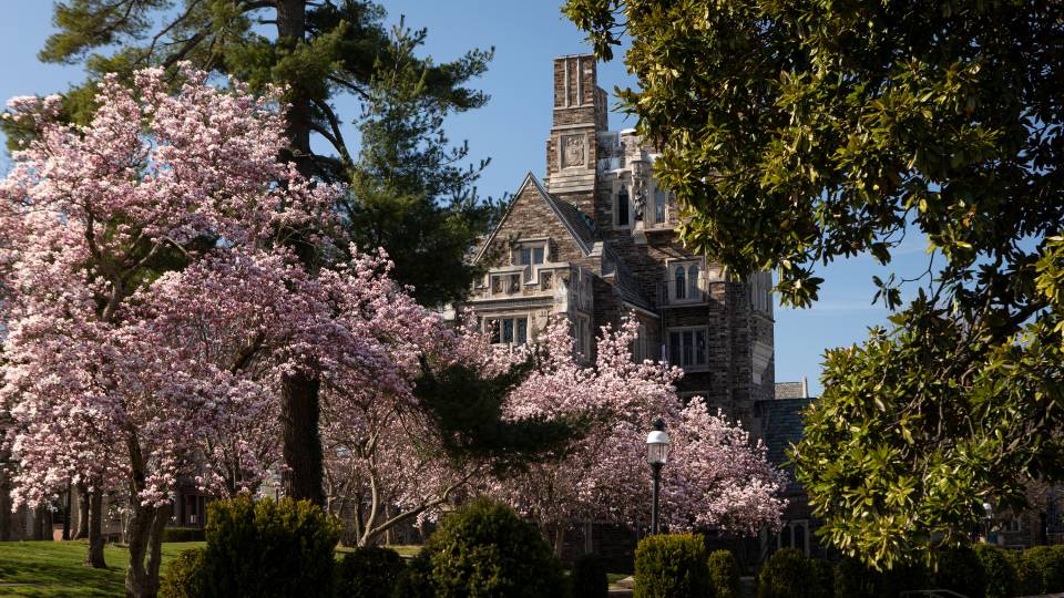 Campus beauty with springtime magnolias