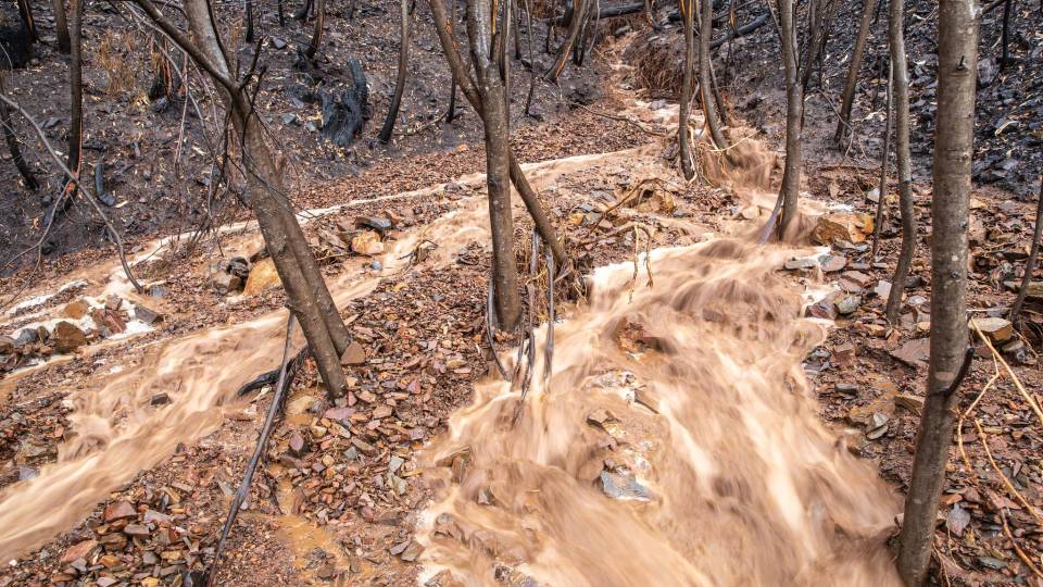 Water runs through an Australian forest