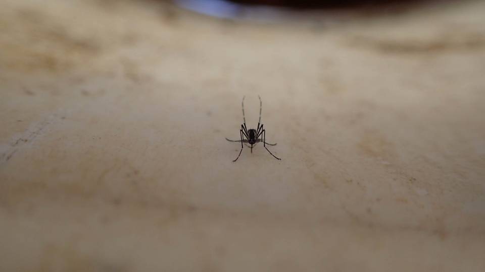 A mosquito on human flesh