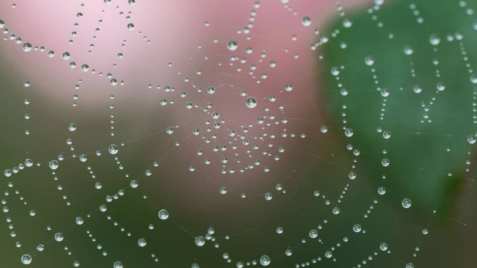 dew beads on a spider's web