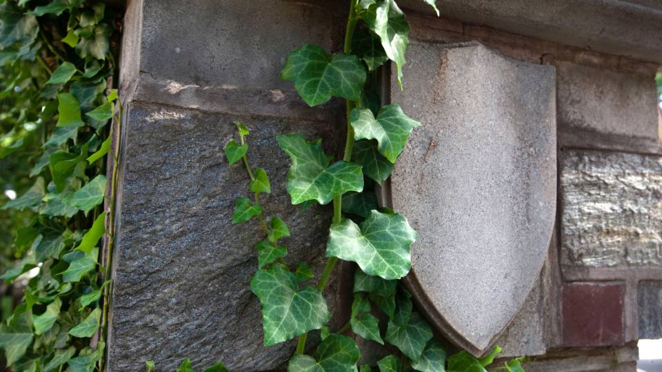 Ivy grows around a shield detail in a stone wall