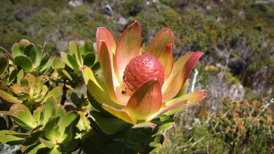 An unusual flowering plant on a sunny hillside