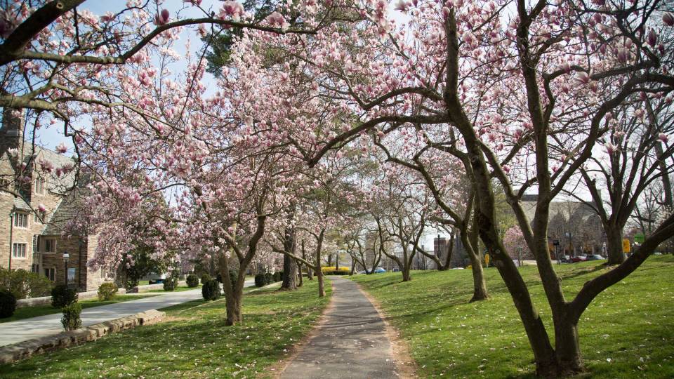 Magnolias along a campus path
