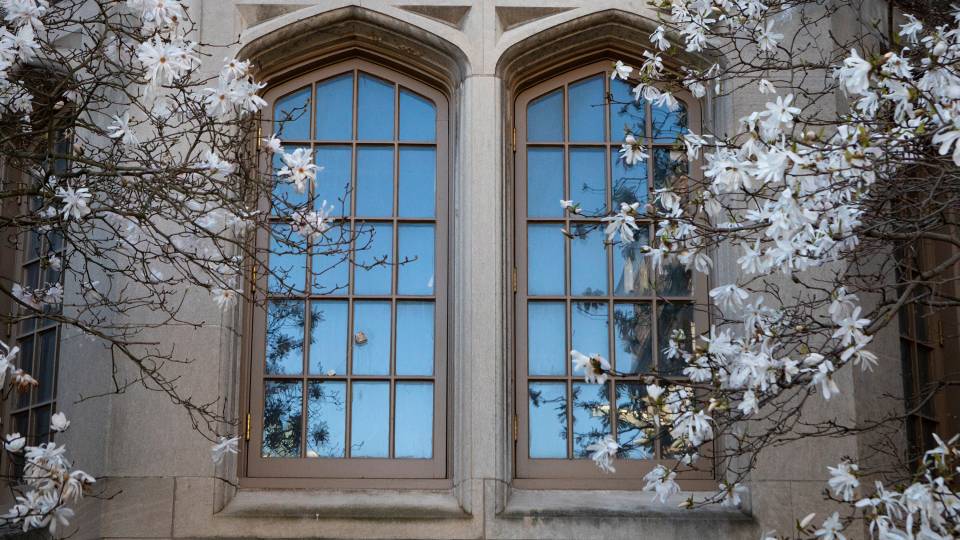 Campus beauty -- magnolias in front of windows
