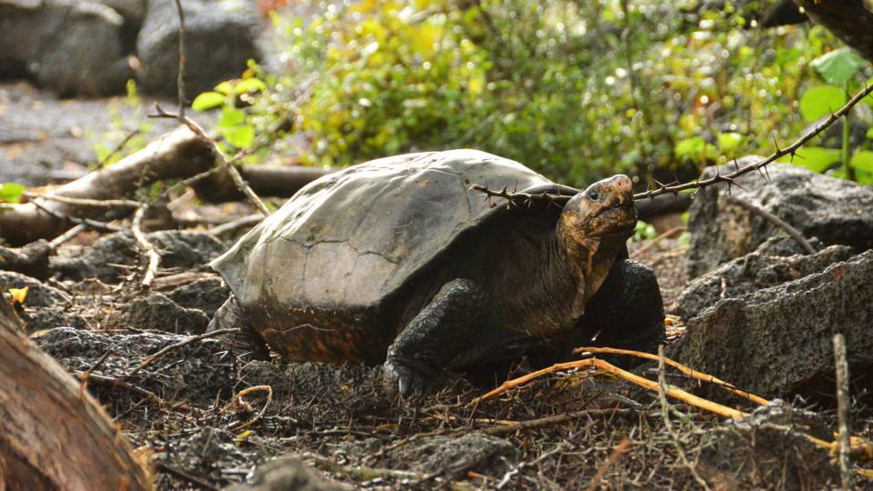 Fernandina giant tortoise