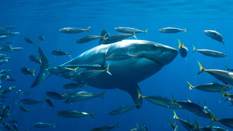 A shark swims among tuna