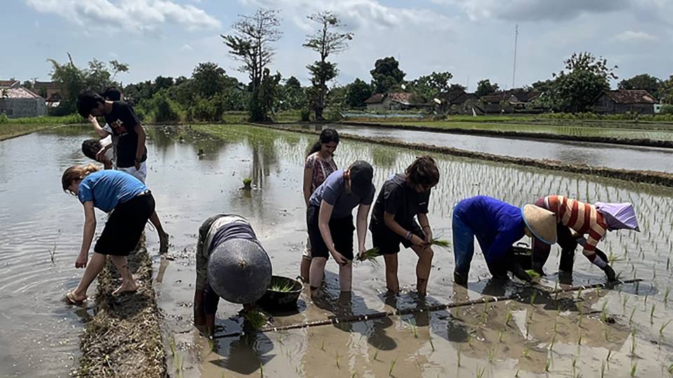 Students planting rice