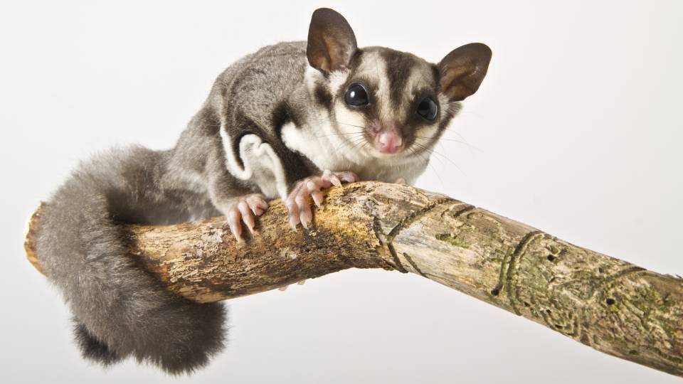 Sugar glider on a branch of a tree