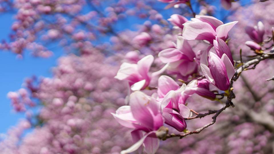 Magnolia blossoms on the Princeton campus.