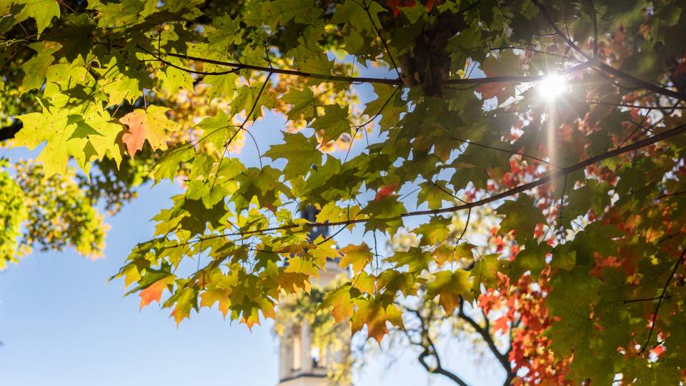 insert alt text here