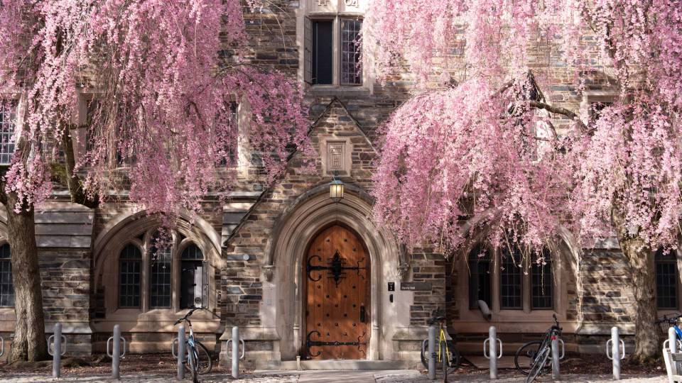 Blossoming cherry trees in front of a Gothic doorway at Princeton
