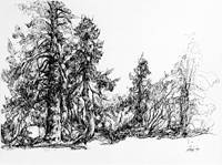 Norwegian Spruce, Marquand Park, Princeton