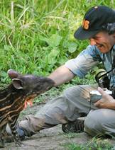 Andy Dobson with Peruvian tapir