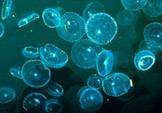 Shimomura's jellyfish
