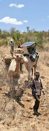 Camels carrying medicine