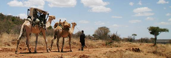 Camels being led