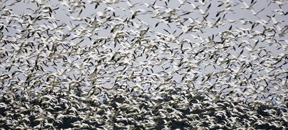 Geese swarm