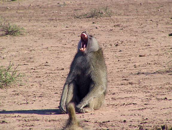 Baboons yawn