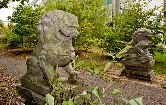 Construction Chinese Lions