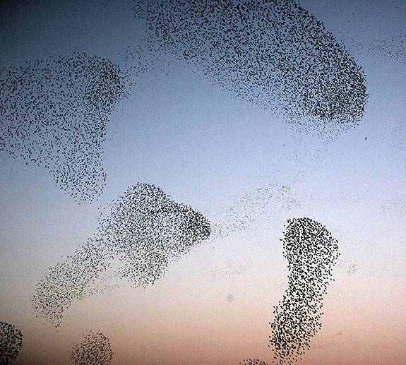 Starlings pattern