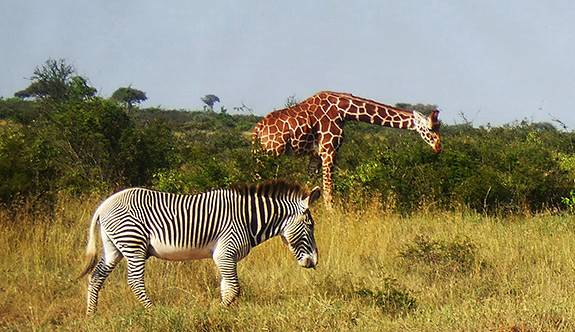 Kenya Global Seminar giraffe, zebra