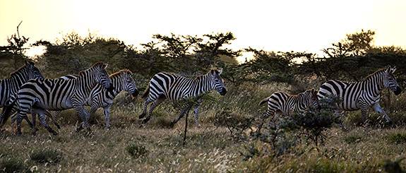 Kenya Global Seminar zebras