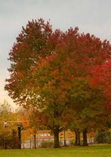Seasons at Princeton index trees