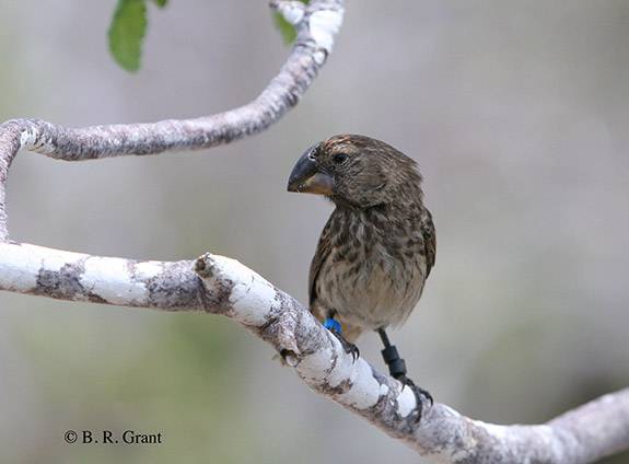 Large ground finch