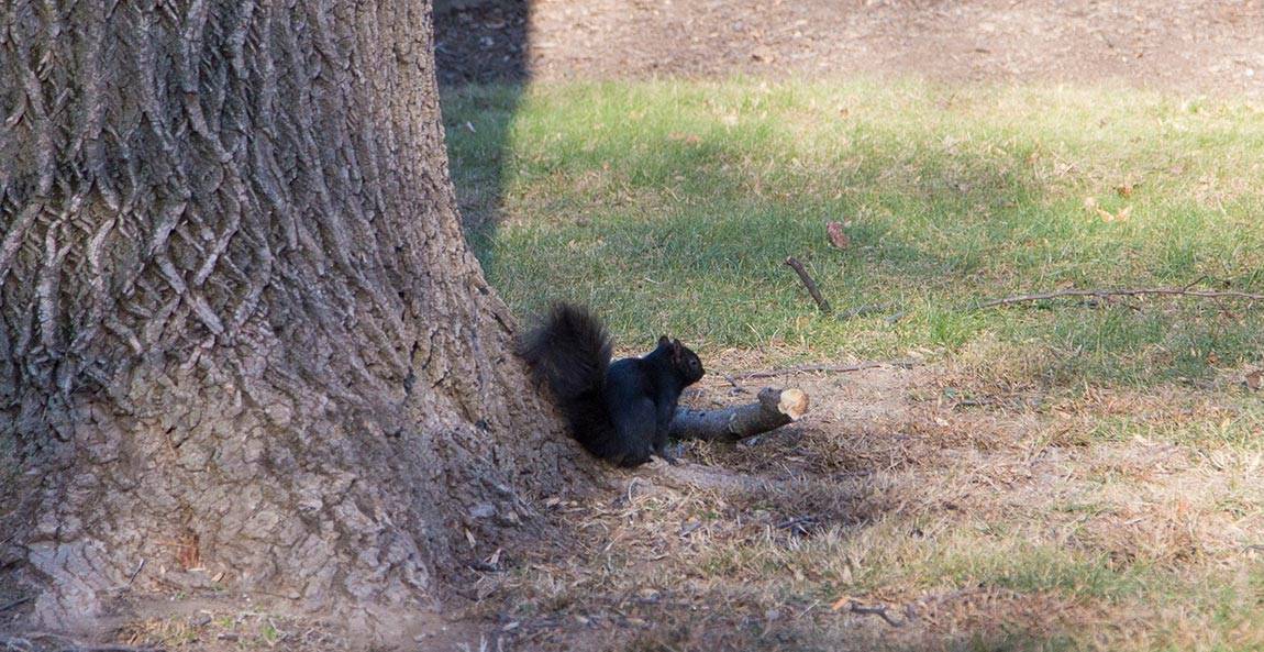Princeton Writes black squirrels
