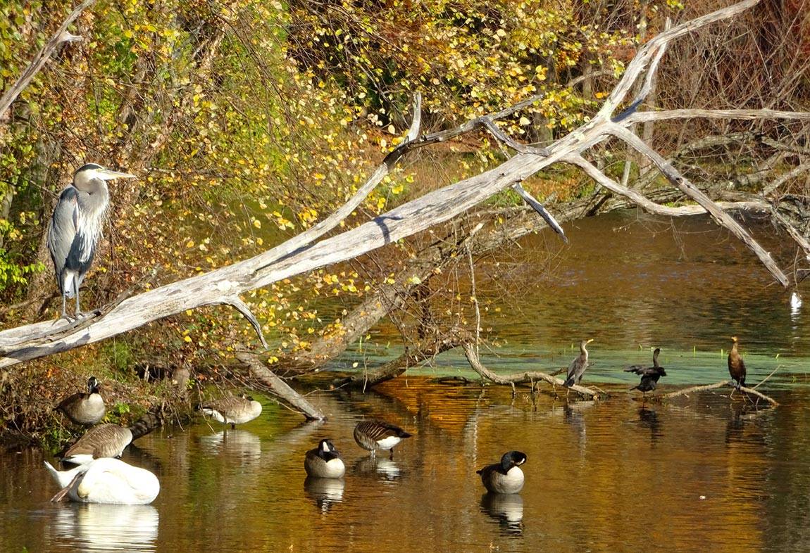Lake Carnegie birds