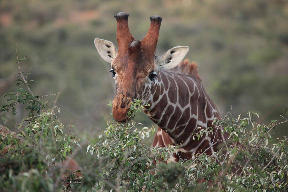 Pringle-Kartzinel DNA giraffe eating plant