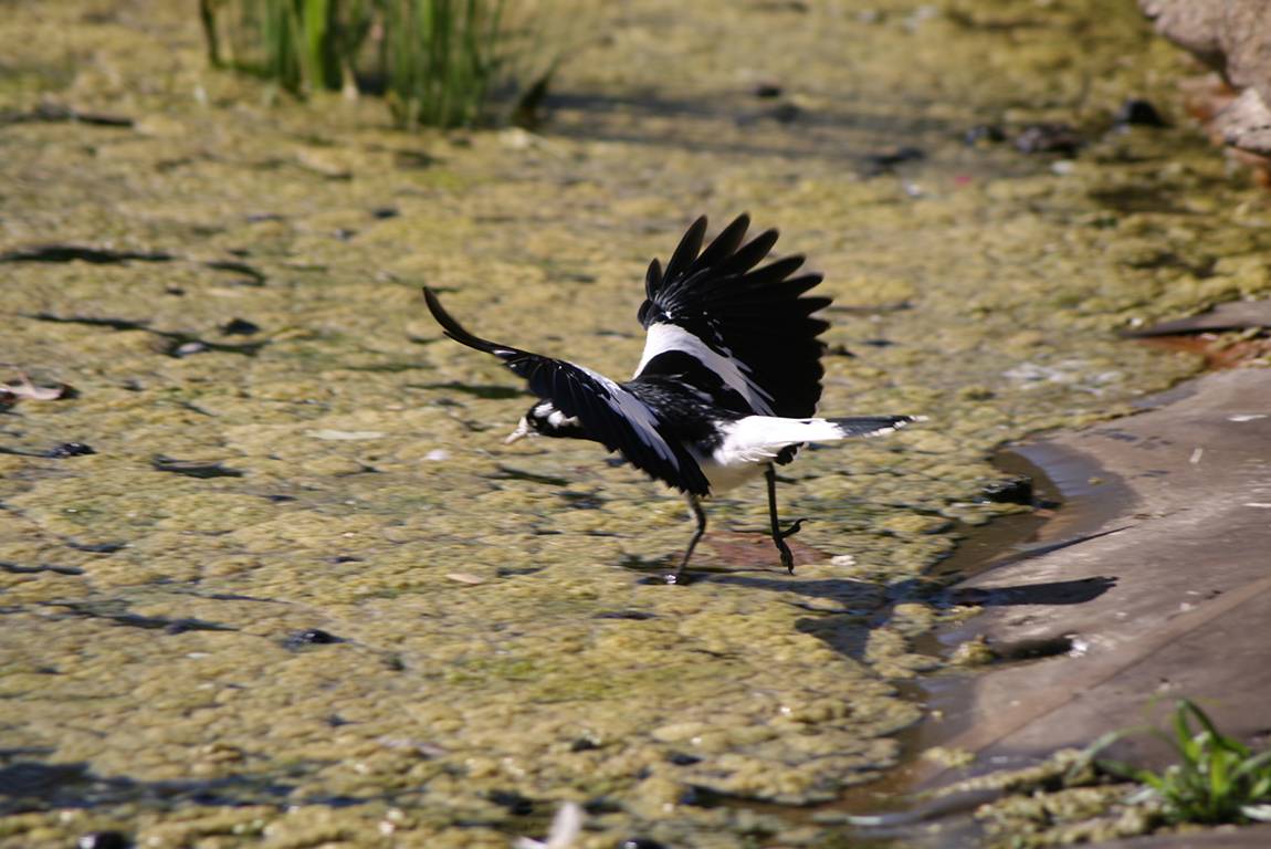 Image of algal bloom