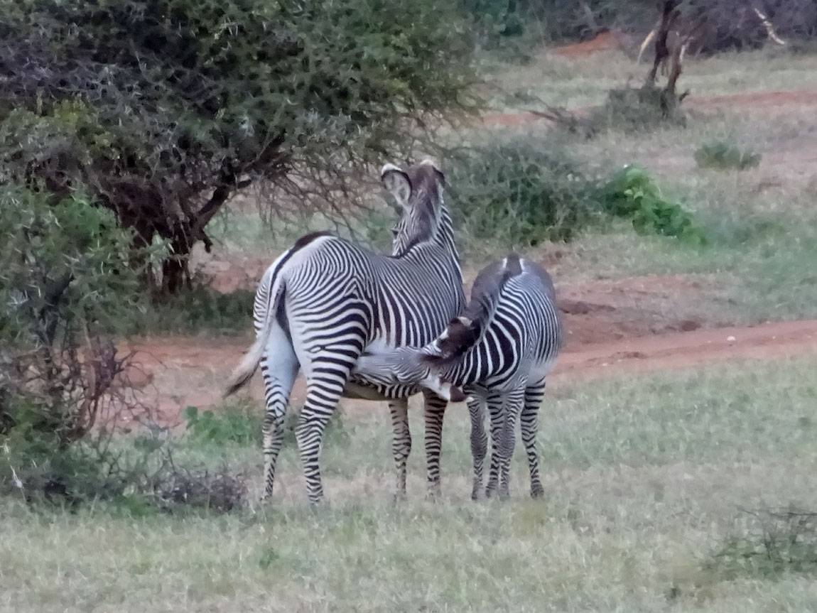 Mpala Grevy foal zebra nursing