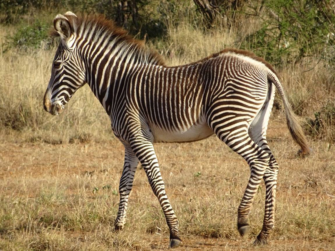 Mpala Grevy zebra foal