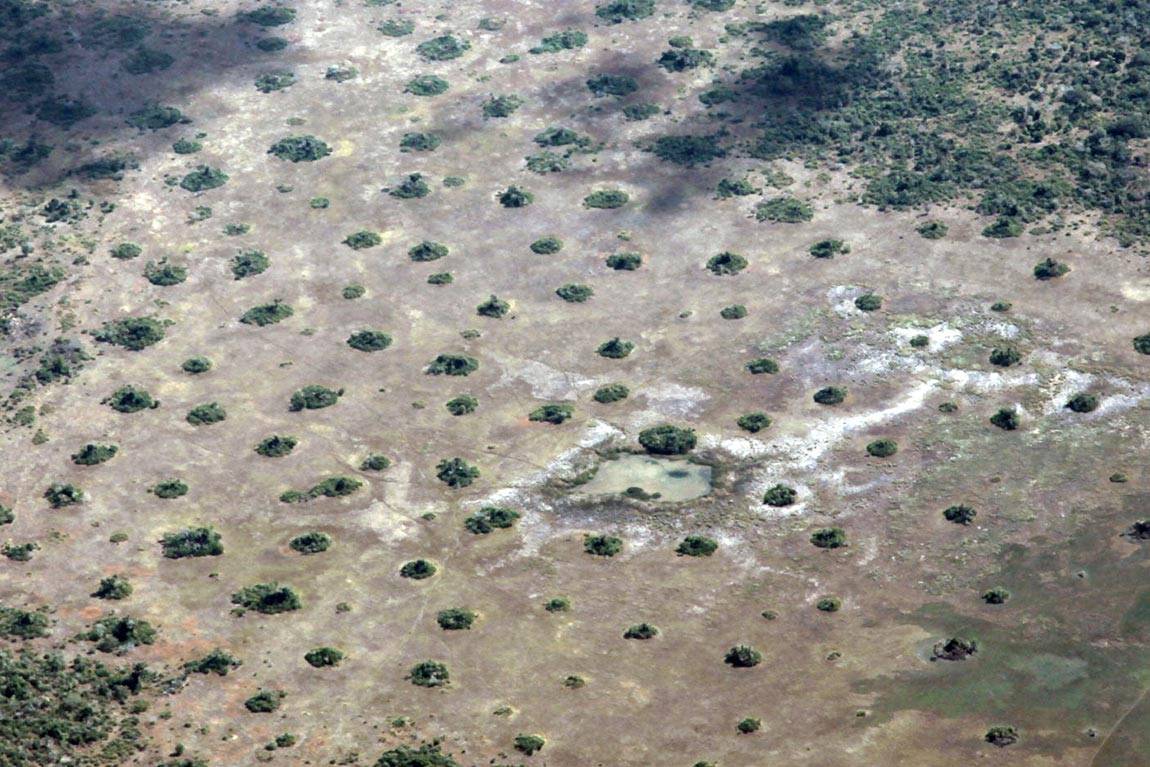 Termite mounds in Mozambique