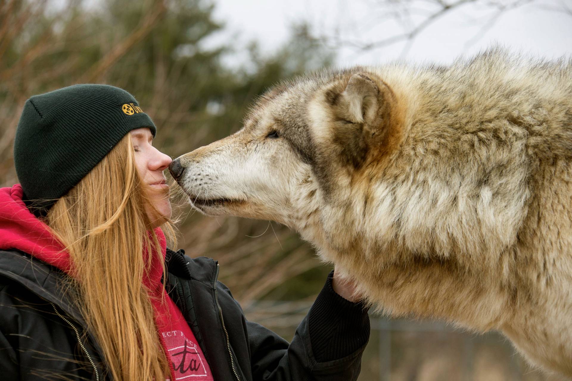 Lauren Brubaker nose to nose with gray wolf