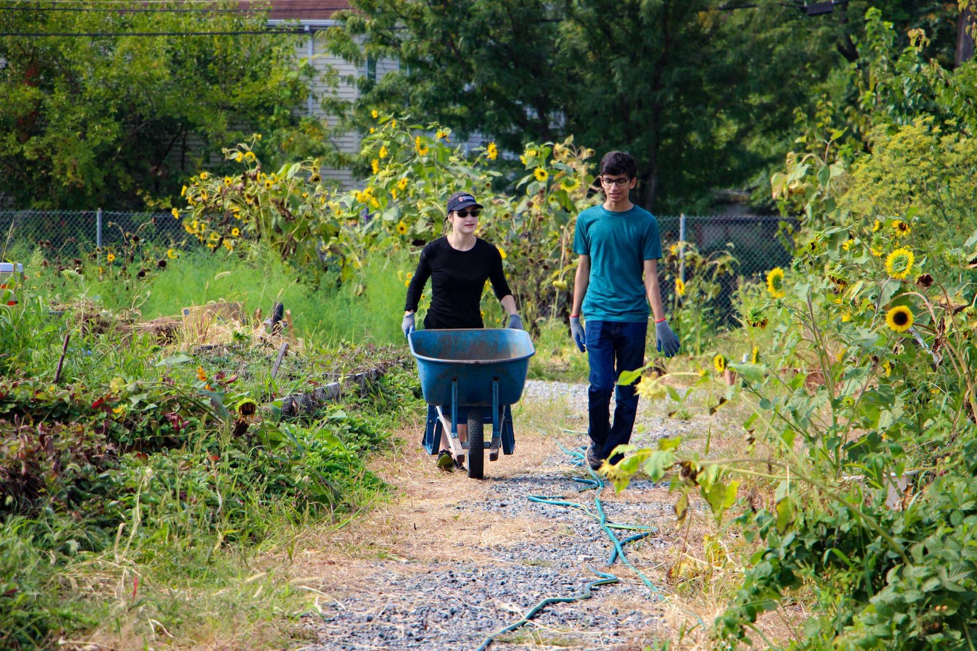 Students push wheelbarrow along path in urban farm plot
