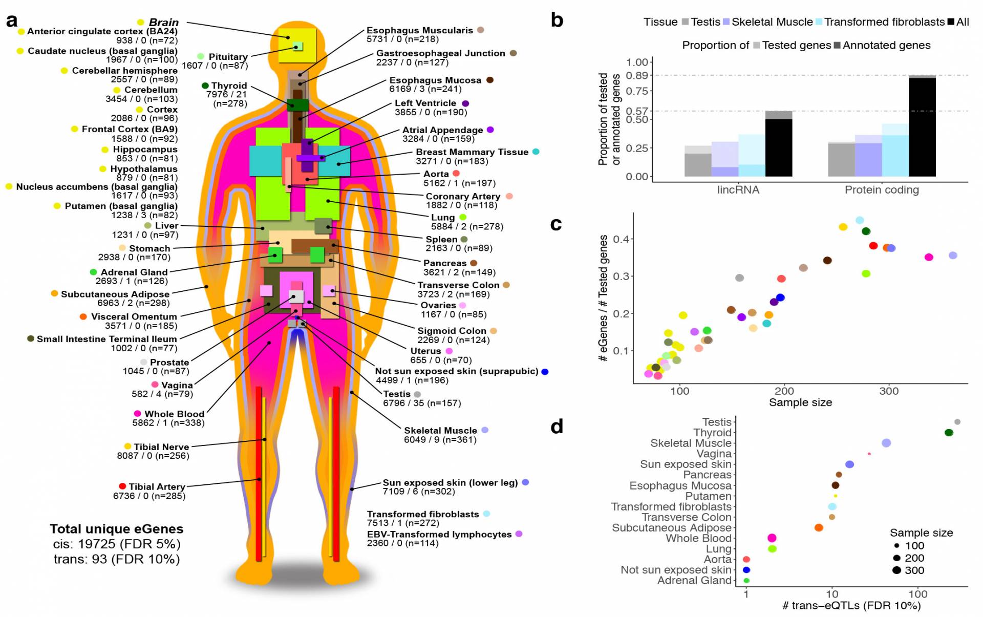 Illustration linking genes to tissue types