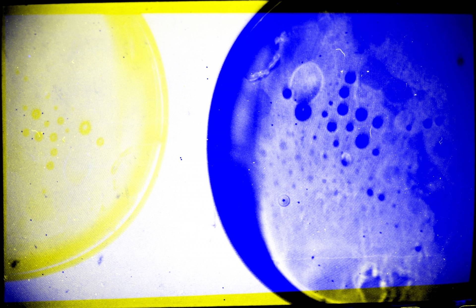 Artistic experiment with petri dishes